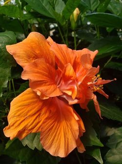 Joanne Double Orange Hibiscus, Hibiscus rosa-sinensis 'Double Orange'